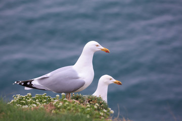 Couple of seagulls lying on vegetation on rocks at the seaside. Ocean in background. 