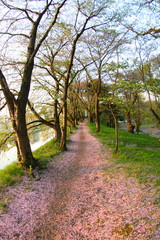 桜　花　花びらの絨毯