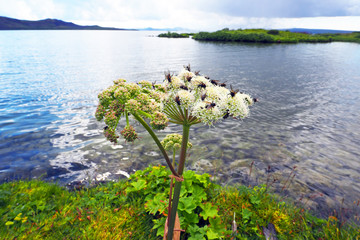 Angelica archangelica also called wild celery in full bloom covered with small flies against reflecting waters of Thingvallavatn lake in Iceland where this plant grows in the wild.