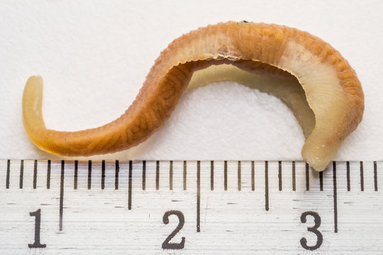 close-up photo of Linguatula serrata or Tongue worm