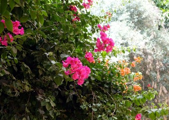 Pink flowers in the garden