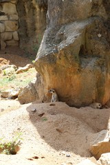 meerkat, zoo, praha, rock, nature, stone, desert, sandstone, rocks, park, cliff,	