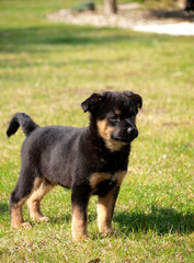 Cute dog playing outdoor.