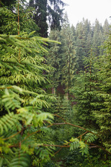 Green coniferous trees in the mountains.
