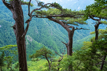 Virgin forest Perućica at National park Sutjeska, Bosnia and Herzegovina