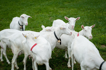 Obraz premium Chèvres