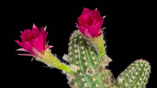 Time-lapse opening pink cactus flower buds ALPHA matte, Full HD