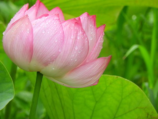 pink lotus flower