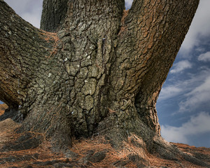 Multiple tree trunk shows codominant stemsn in a tree's  later life. Isolated photo against sky.
