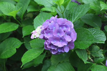 栃木県矢板市沢　沢観音寺　アジサイ