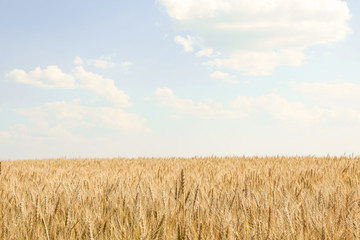 Wheat field against cloudy blue sky, space for text