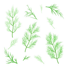Vector twigs of fresh dill.Green vegetables. 