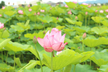 栃木県真岡市堀内　ハスの花