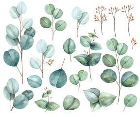 Watercolor floral illustration set. Botanical isolated eucalyptus green leaves, branches on white background. For wedding invitations, anniversary, birthday, prints, posters.