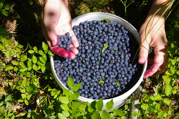 Hands of the woman picking bilberry berries, collecting of berries in the forest