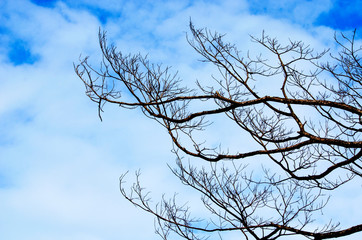 tree branches that have the sky as the background