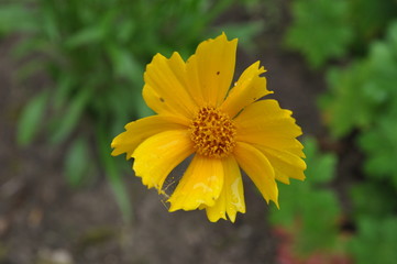 Blume im Regen