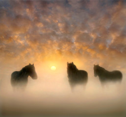 Horses on a Foggy Sunrise