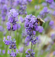 Bee on lavender flowers in summer day