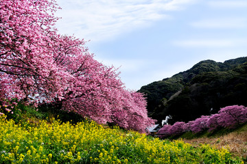 Beautiful pink Kawazu Sakura (Cherry Blossom) and mustard flowers in Minami Izu town, Shizuoka,...