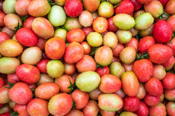 fresh tomatoes collected from the farm