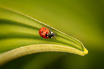 Fototapeta premium Marienkäfer