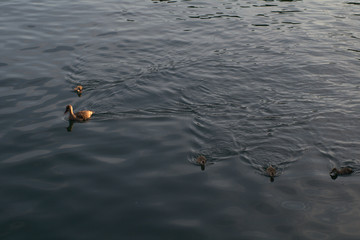duck with the young,duck, nature, lake, wildlife, birds,animal,water,summer