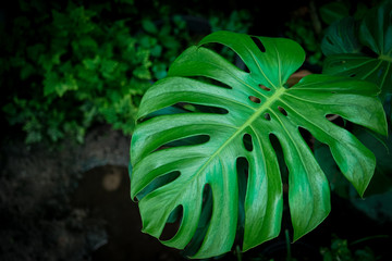 Green leaf of Monstera philodendron plant growing in wild, the tropical forest plant background.