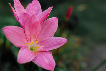 Zephyranthes grandiflora, Beautiful pink flower close up in  macro shot selective focus in garden for nature background.