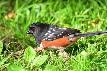 A closeup of spotted towhee perched on the ground. Burnaby lake BC Canada