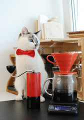 Cute white blue-eyed cat barista in bow tie brewing pourover coffee. Red v60 dripper and handgrinder
