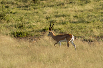 Naklejka na ściany i meble Young female antelope in the savannah of Samburu Park in central Kenya