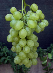 Grapes