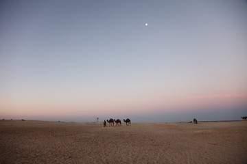 Obraz premium Morning in Sahara desert