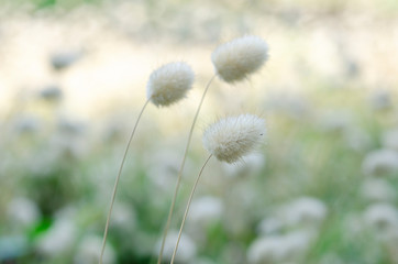 Fototapeta na wymiar White grass blur with blurred pattern background.