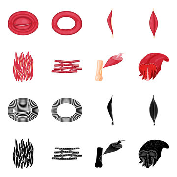Vector illustration of fiber and muscular sign. Collection of fiber and body stock vector illustration.