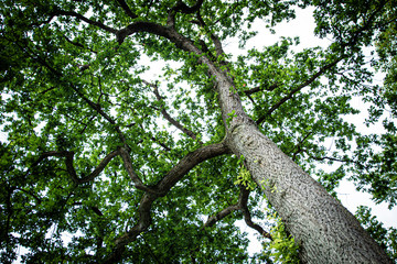 Baum