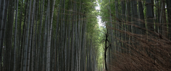 Fototapeta premium bamboo forest kyoto japan