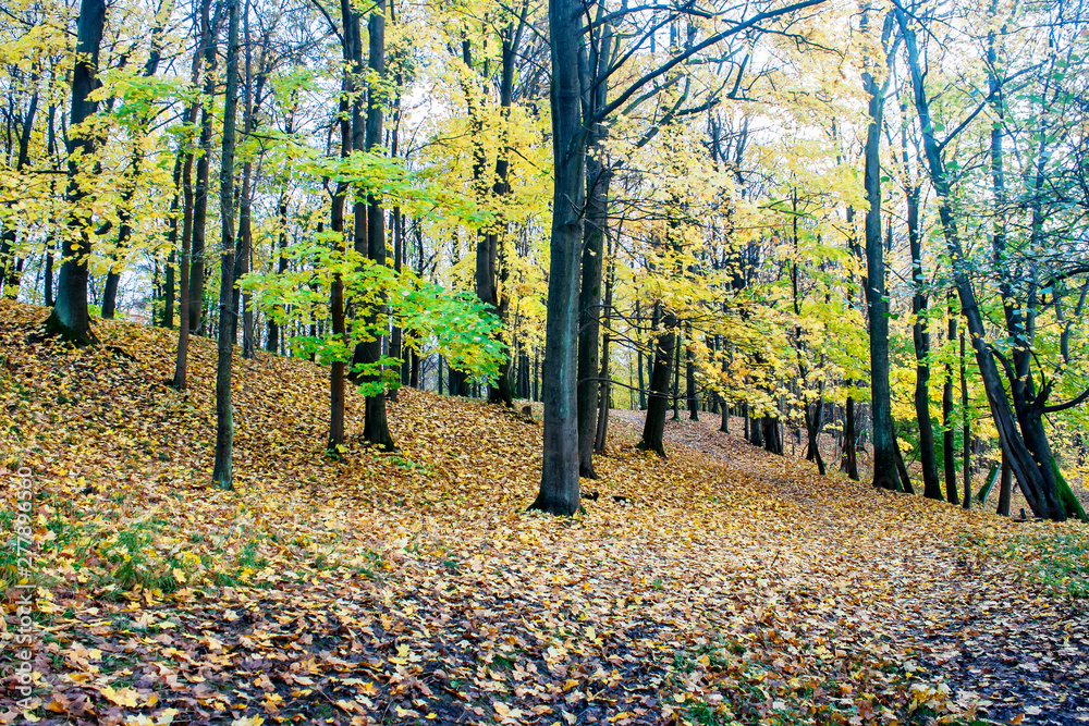 Canvas Prints forest landscape in autumn day