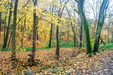 forest landscape in autumn day