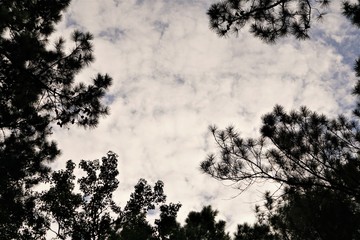 Silhouette of pine treetop against the cloudy sky before sunset time, Summer in GA USA.
