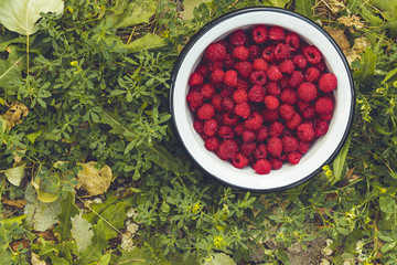 Freshly Picked Raspberries in a bowl in the garden. Closeup.