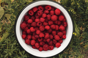 Freshly Picked Raspberries in a bowl in the garden. Closeup.