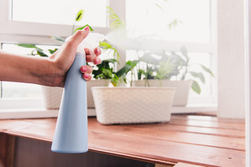 Female hand watering flowers in pots with a spray. Morning, balcony, fresh air