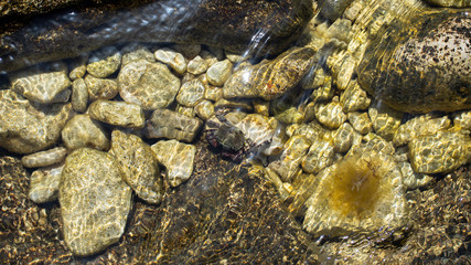 Crab on stones under water, Black Sea