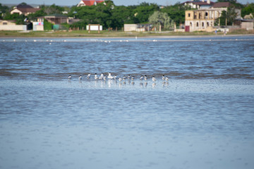 Summer on the Tarkhankut Peninsula
