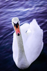 Elegant and graceful Swan in Geneva Switzerland swimming in the lake leman