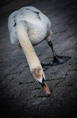 Elegant and graceful baby Swan in Geneva Switzerland feeding on the banks of lake leman 