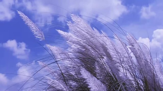 Beautiful white Kans (kash) grass flower plant (Saccharum spontaneum) blowing in the wind, blue sky background. Design for wish Subho Bijoya, Happy Durga Puja festival in West Bengal and Bangladesh.