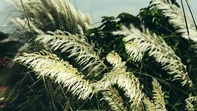 Beautiful white Kans (kash) grass flower plant (Saccharum spontaneum) blowing in the wind, blue sky background. Design for wish Subho Bijoya, Happy Durga Puja festival in West Bengal and Bangladesh.